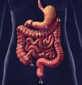 Cuerpo humano interno organos quechua