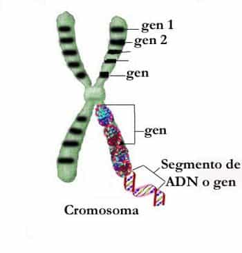 Resultado de imagen de gen adn