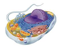 Protoplasma