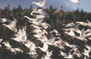 Migración Migración
