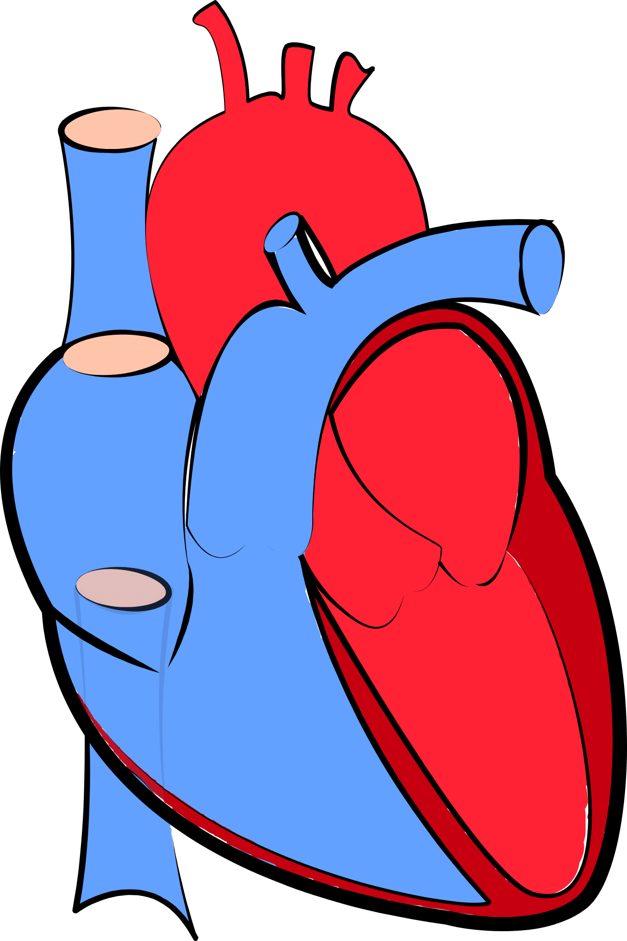 Músculo cardíaco