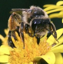 Abeja Abeja