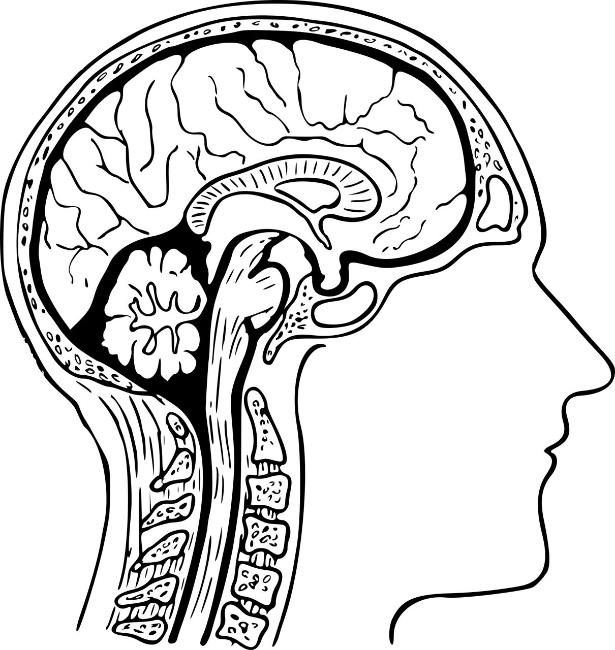 Anatomía cerebral