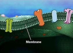 Membrana