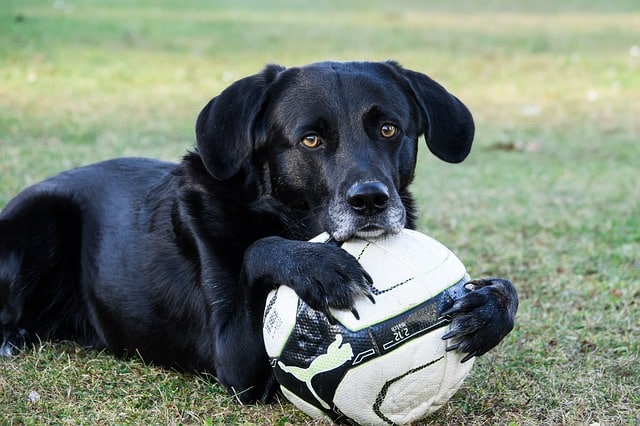 Perro con pelota