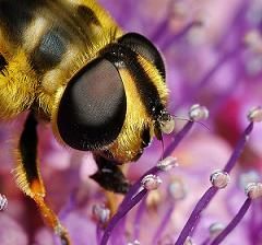 Macro Macro