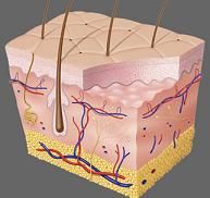 Epidermis Epidermis