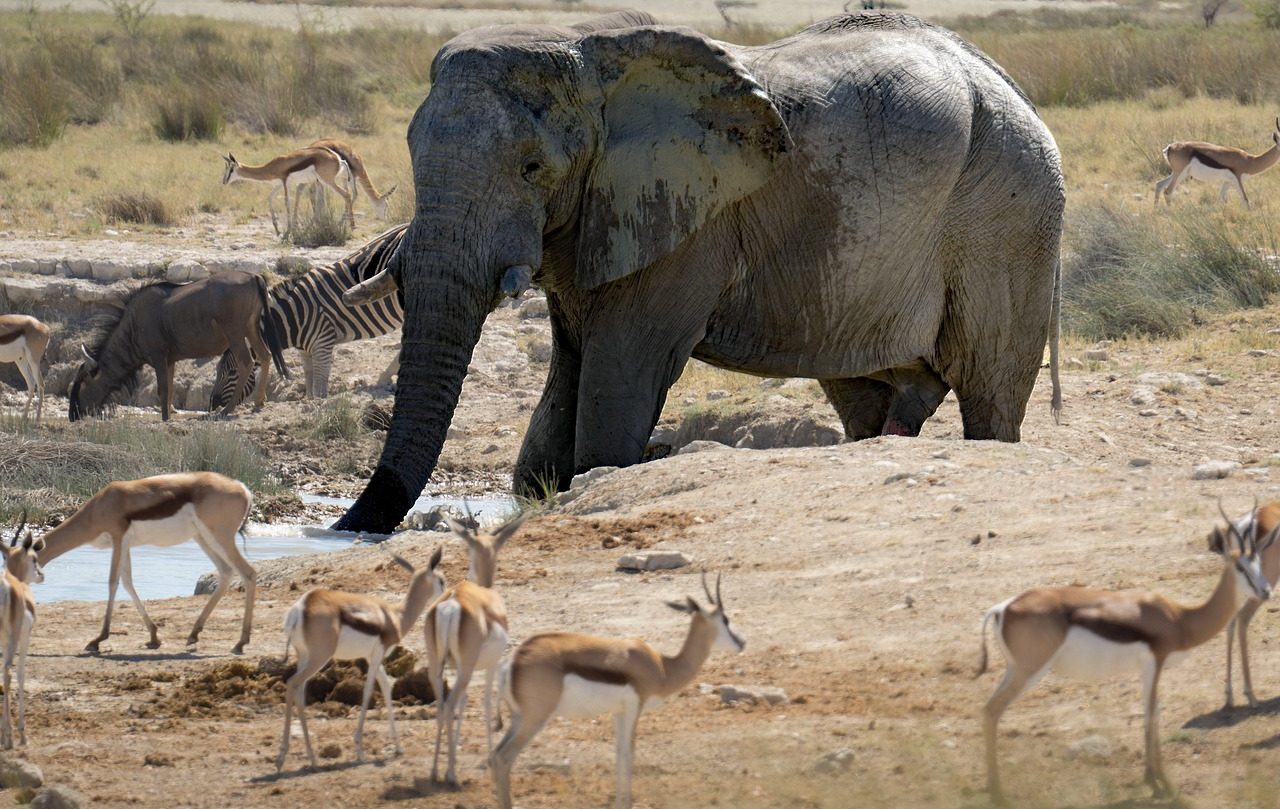 Animales en África