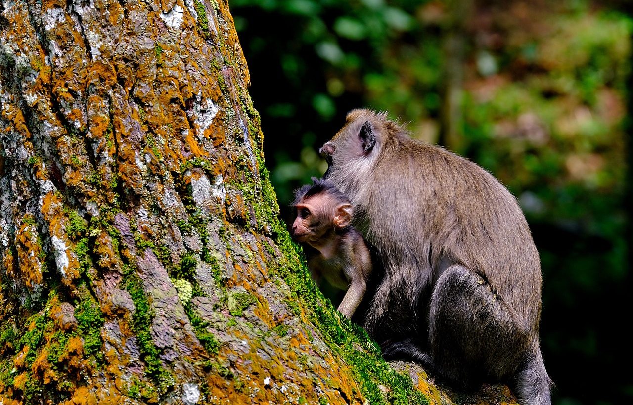 Monos
