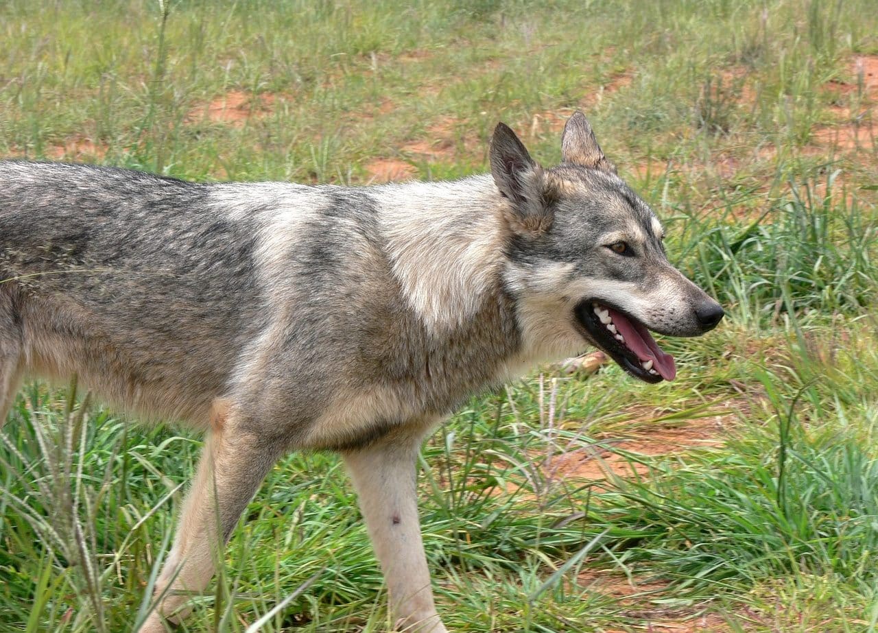 Lobo