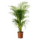 Planta Planta