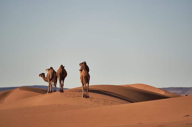 Camellos