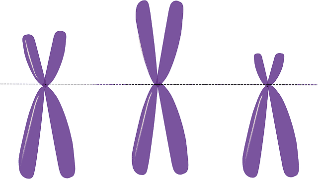 Alteración cromosómica