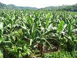Plantación