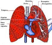 Sistema respiratorio Sistema respiratorio