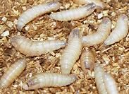 Larva Larva