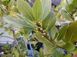 Laurel