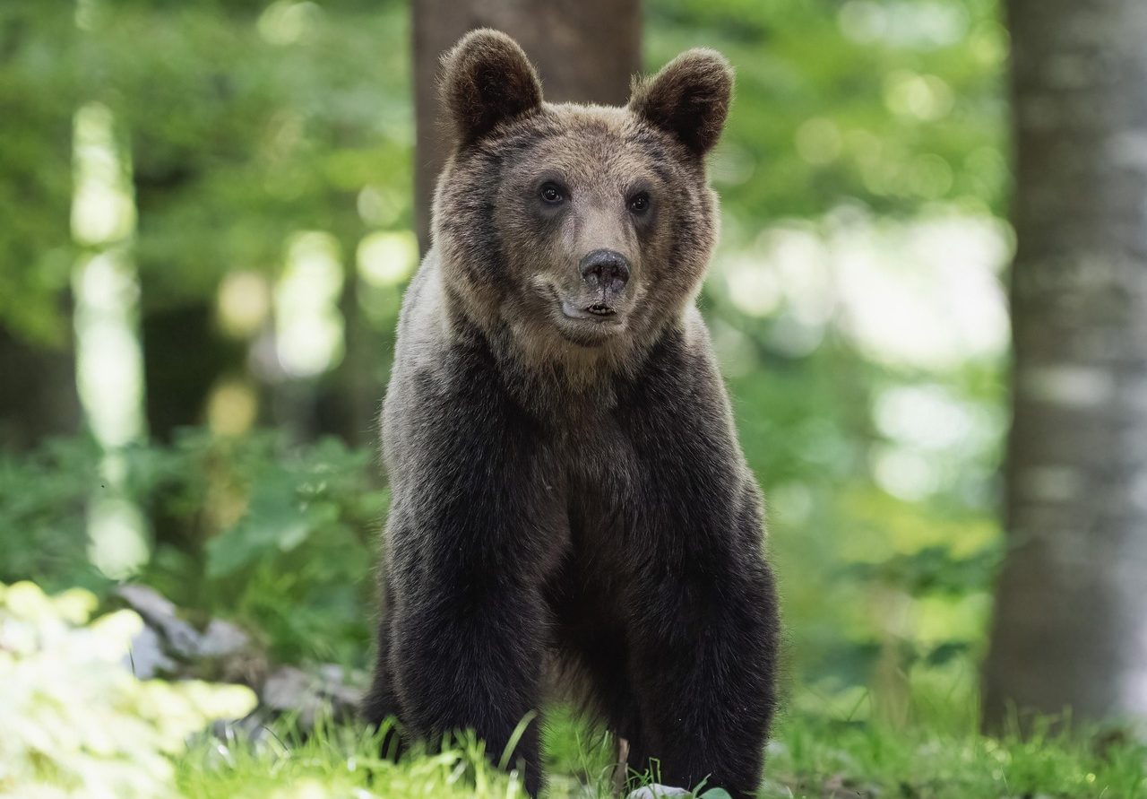 Oso