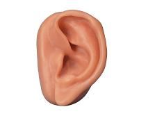 Definición de oído - Qué es, Significado y Concepto