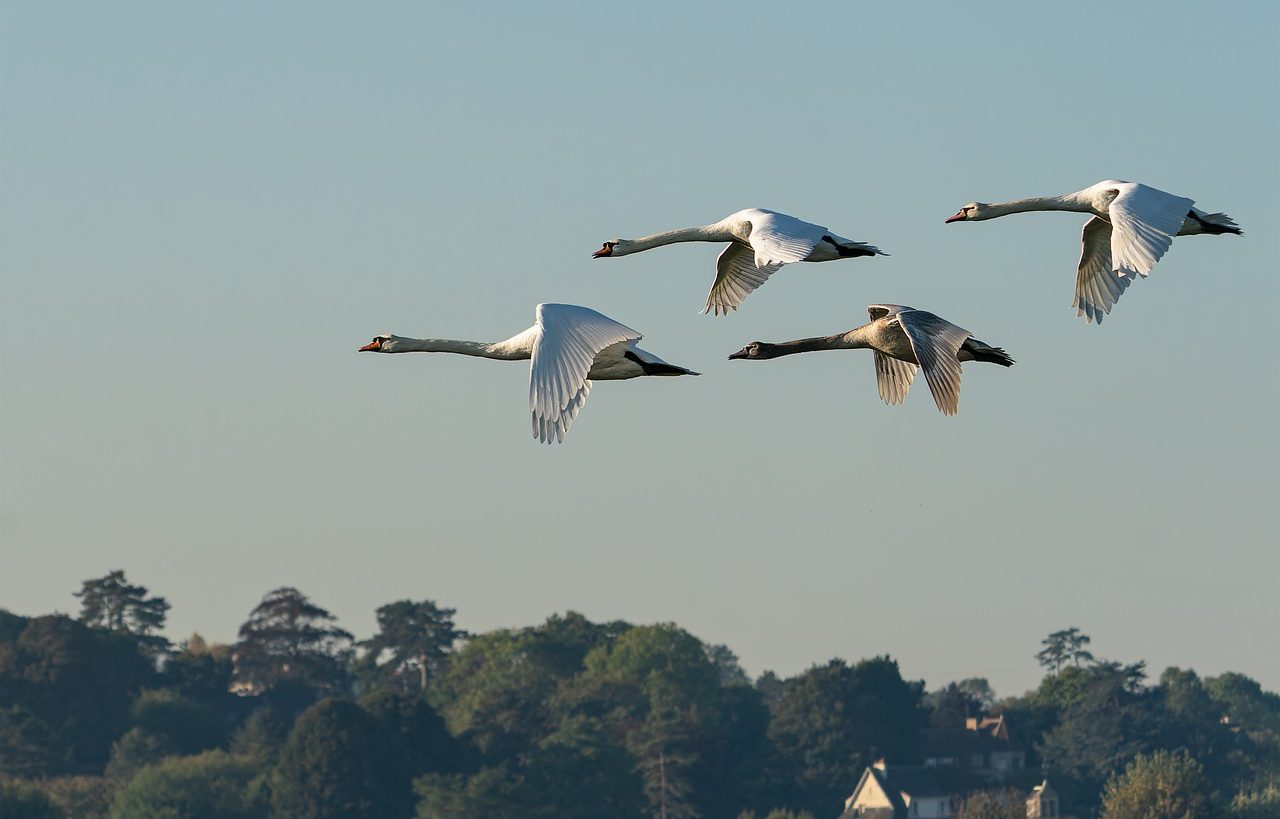 Cisnes