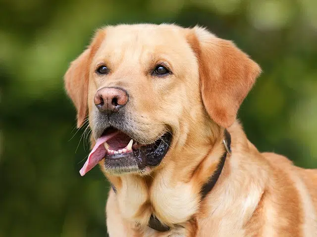 salir paquete ballena azul Definición de perro - Qué es, Significado y Concepto