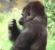 Primate