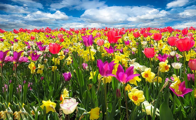 Definición de primavera - Qué es, Significado y Concepto