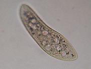 Protista
