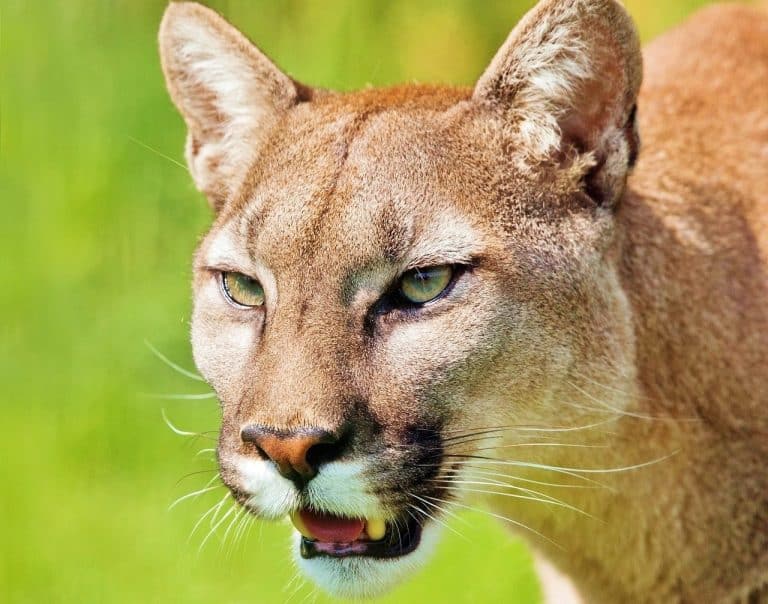 Puma Qu Es Definici n Caracter sticas Y Usos puma-qu-es-definici-n-caracter-sticas-y-usos