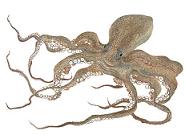 Pulpo