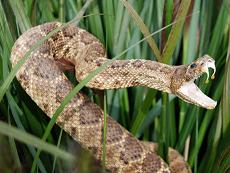 Aventurero Silla Mal Definición de serpiente - Qué es, Significado y Concepto