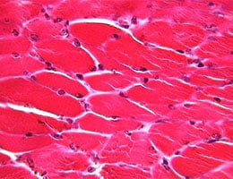 Resultado de imagen para tejidos