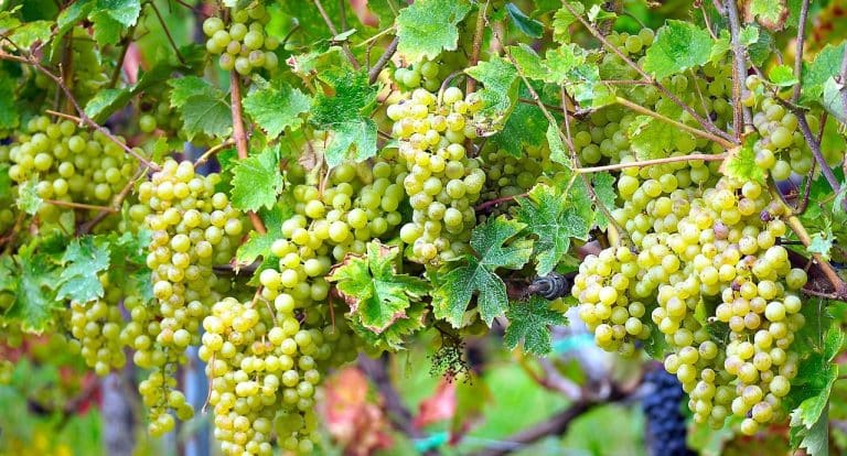 Tigmotropismo Qué es, tipos, definición y concepto