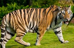 Tigre