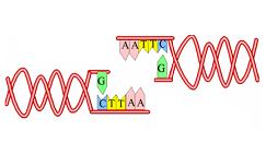 ADN recombinante