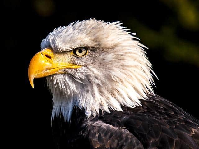 Definición de águila - Qué es, Significado y Concepto