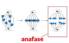 Anafase