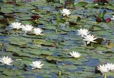 Definición de flor de loto - Qué es, Significado y Concepto