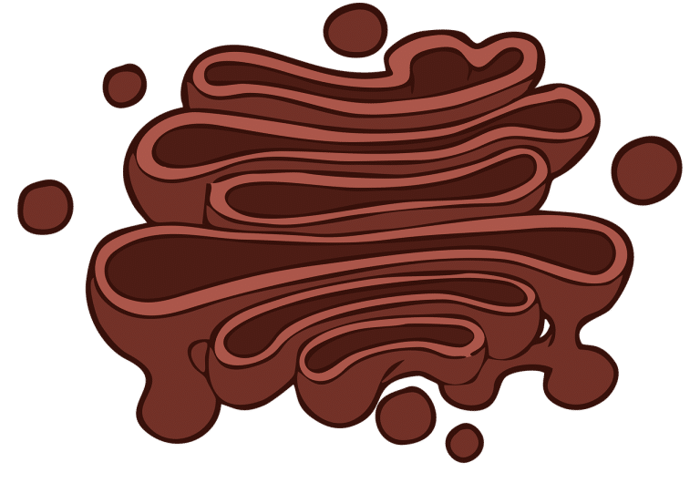 Aparato de Golgi - Qué es, características, definición y concepto