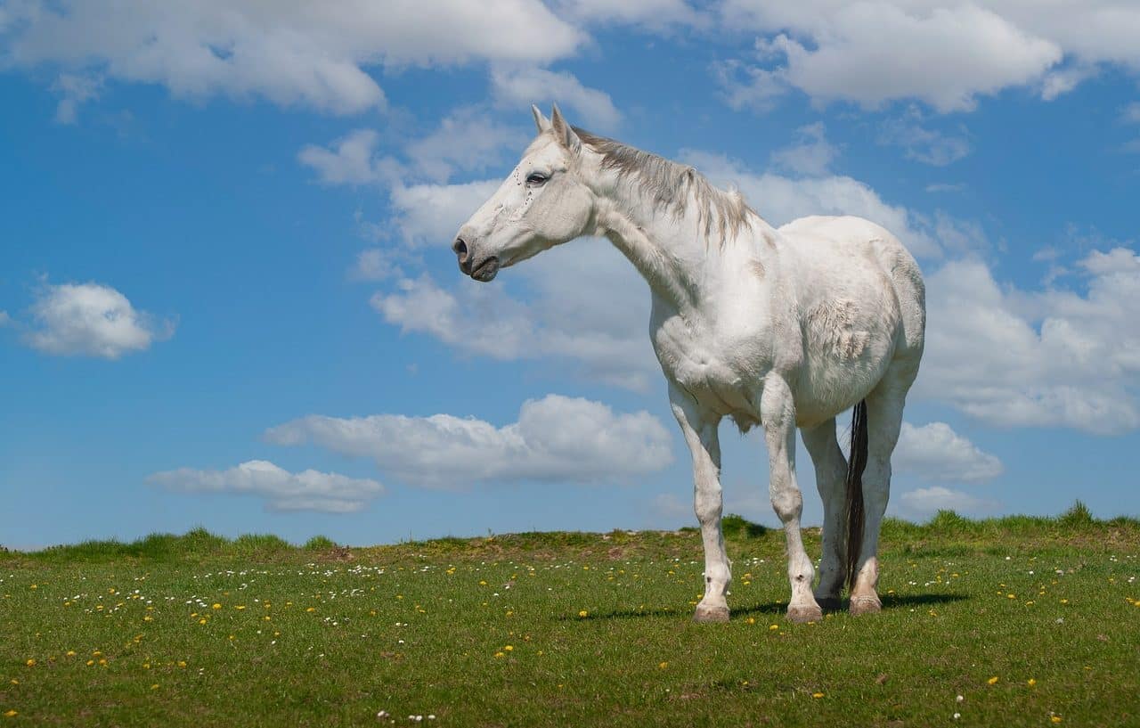 Caballo