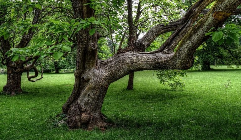 Árbol Qué es, importancia, definición y