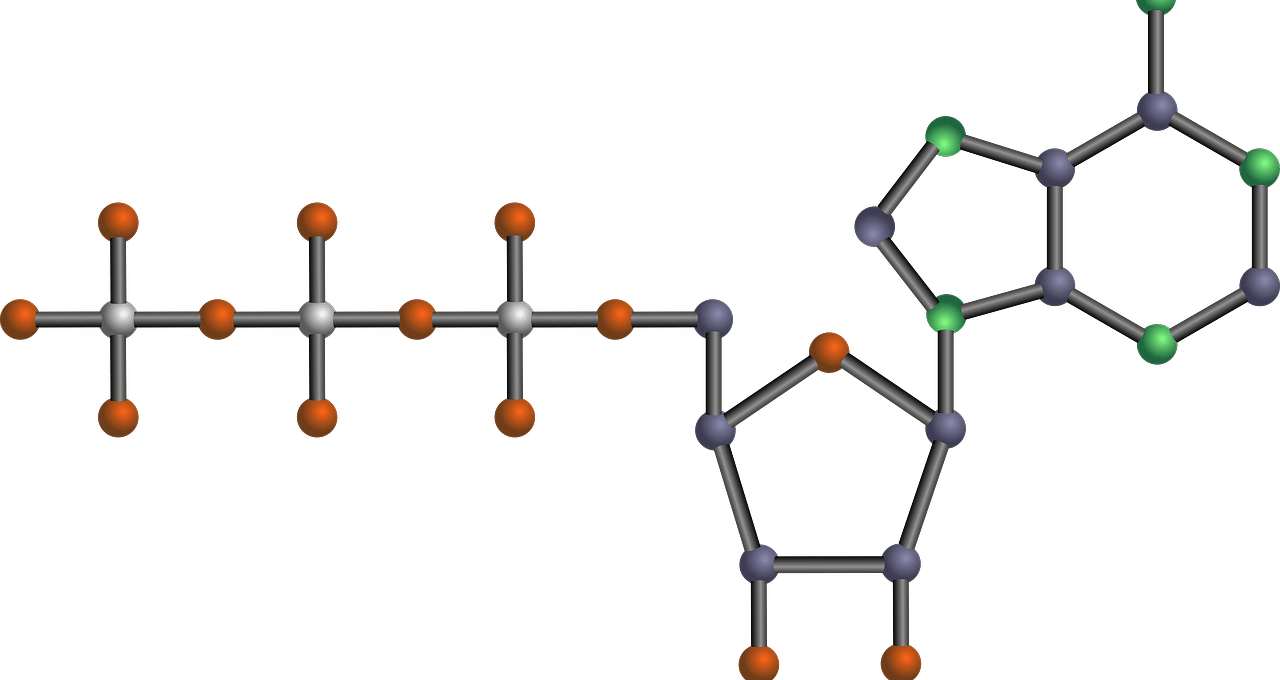 Nucleótido