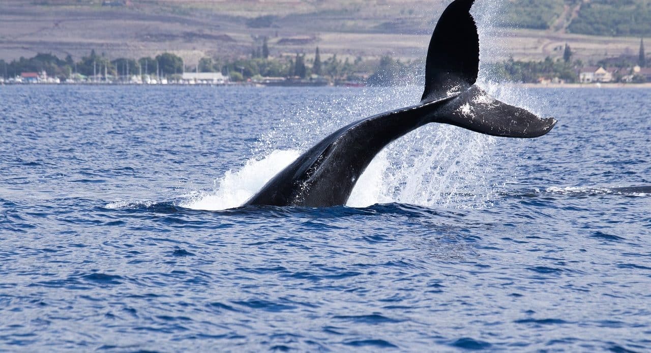 Anatomía de la ballena