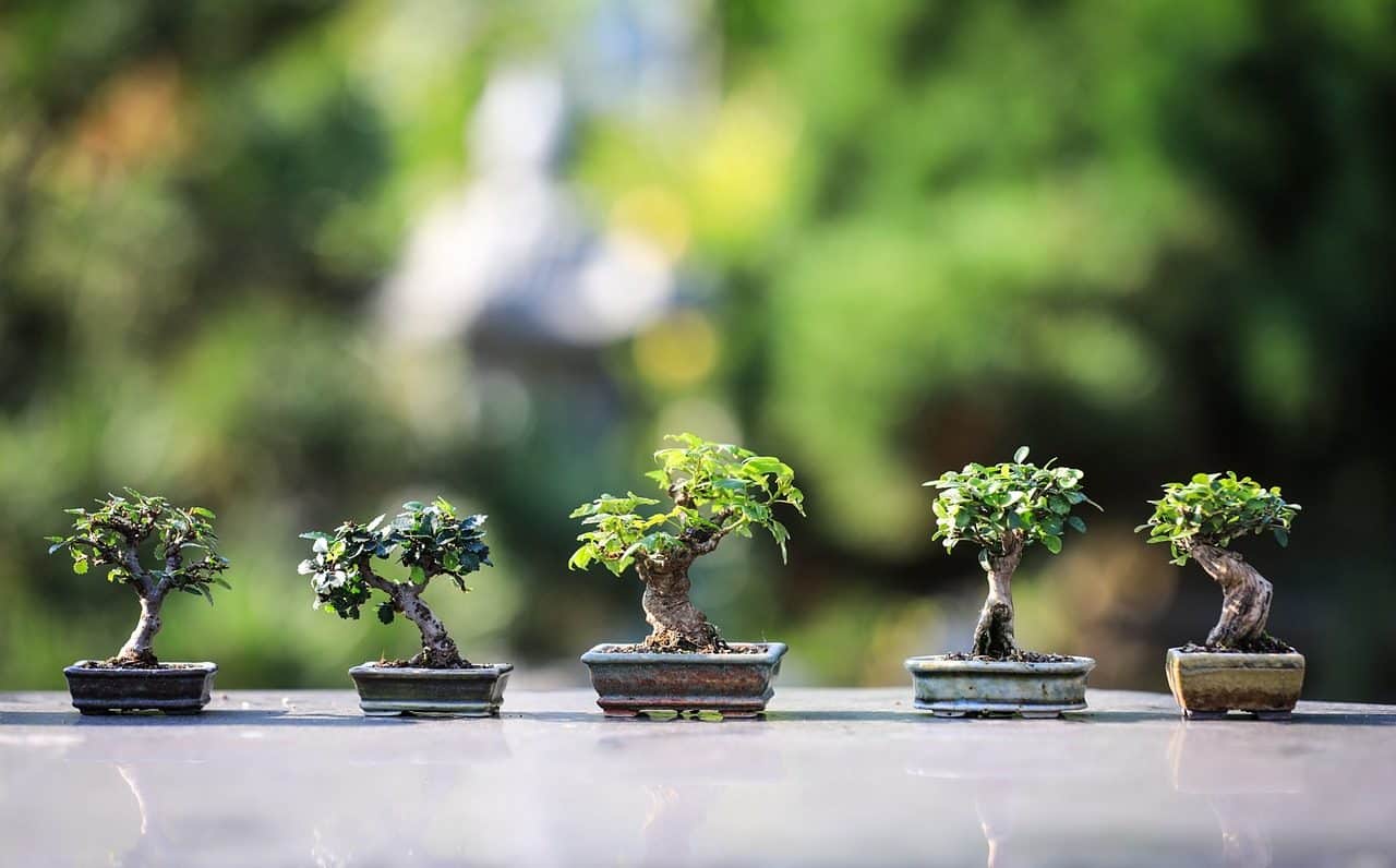 Árboles en miniatura
