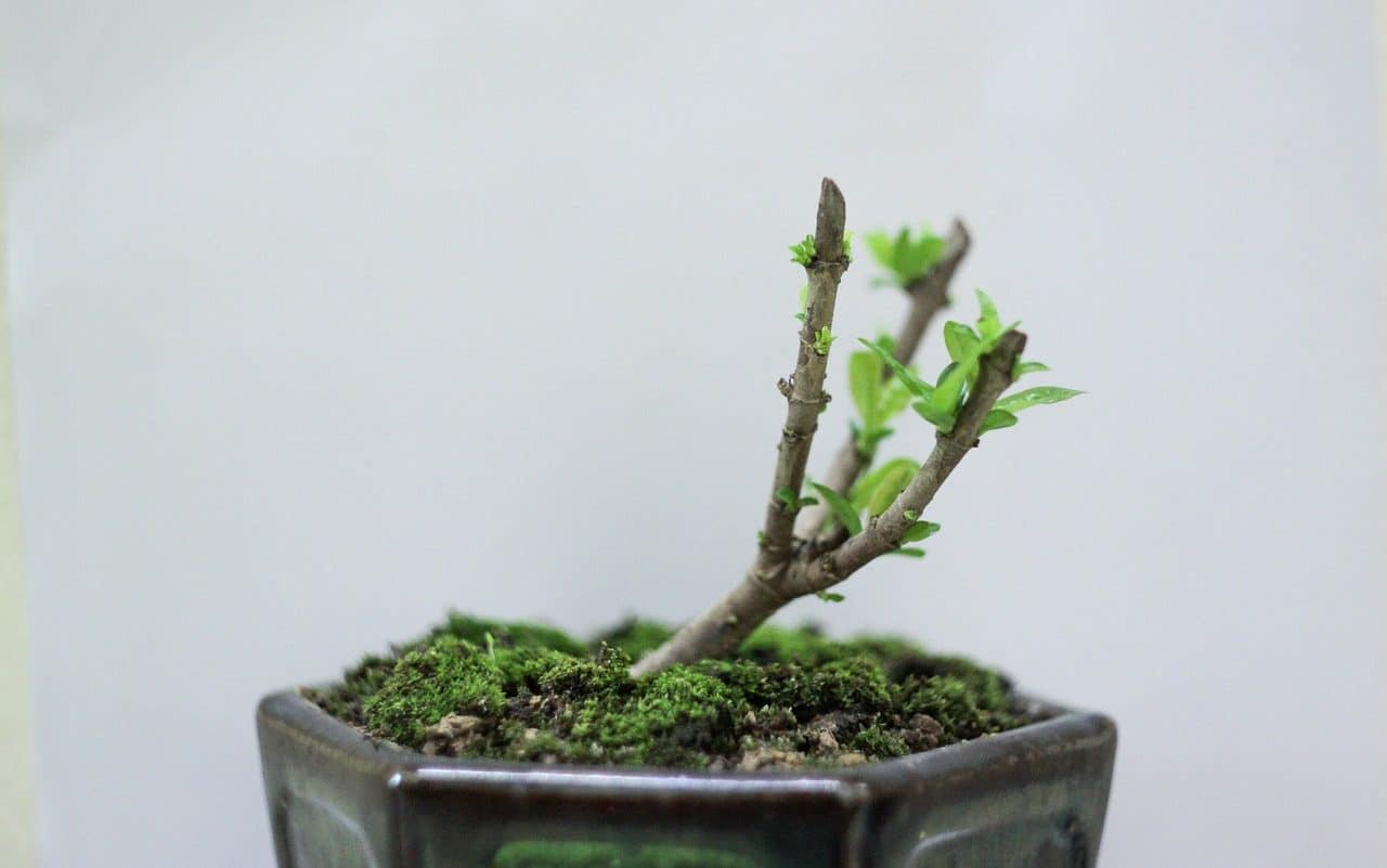 Crecimiento de un bonsái
