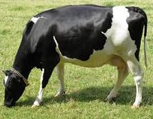 Bovino