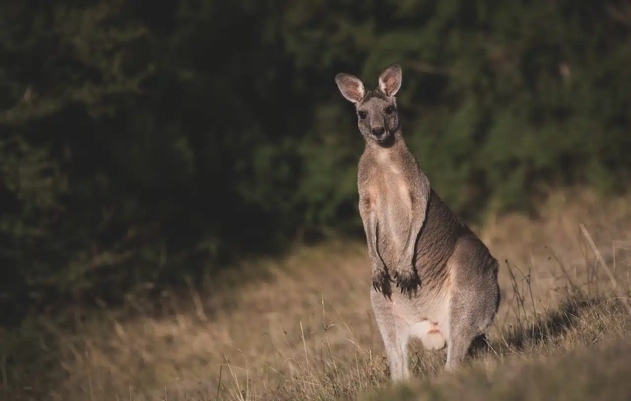 Marsupial