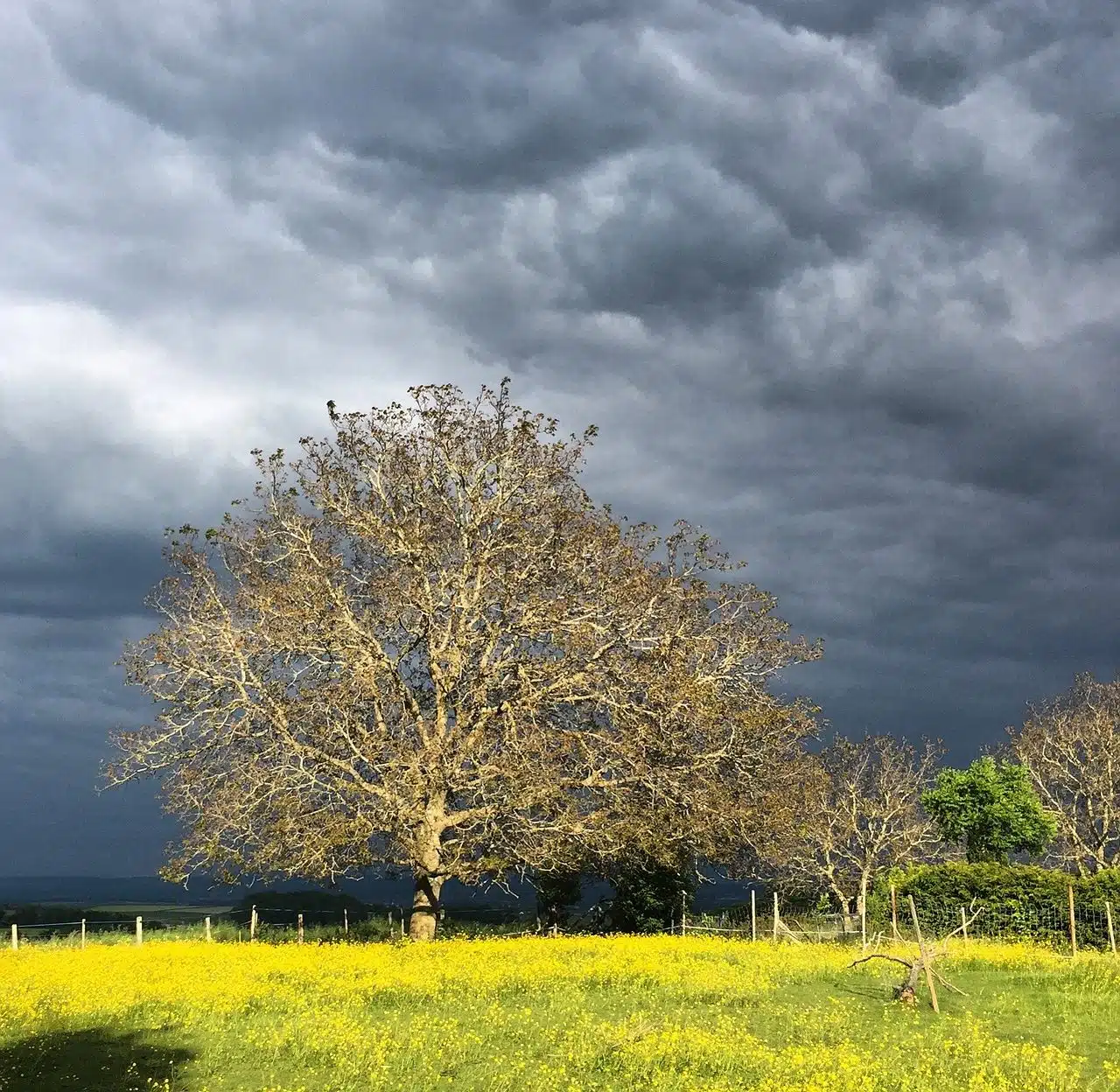 Árbol