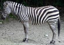 Cebra