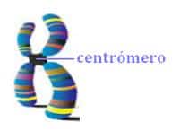 Centrómero
